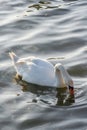 Macro of an orange swan beak immersed in water. A white swan swimming on the Vistula river in Cracow Royalty Free Stock Photo