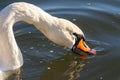 Macro of an orange swan beak immersed in water. A white swan swimming on the Vistula river in Cracow