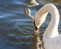 Macro of an orange swan beak immersed in water. A white swan swimming on the Vistula river in Cracow Royalty Free Stock Photo