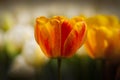 A macro orange tulip in blossom Royalty Free Stock Photo