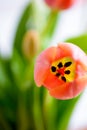 Macro Orange Tulip Blossom Royalty Free Stock Photo