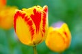 Macro orange tulips in blossom Royalty Free Stock Photo