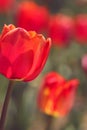 Macro of orange tulips in the feild Royalty Free Stock Photo