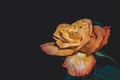 Orange yellow rose blossom on a black background, single isolated bloom in vintage painting style Royalty Free Stock Photo