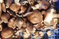 Macro of organic flat mushrooms