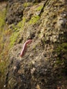 these are macro-organisms that exist in rocks that are also common in concrete houses.