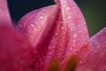 Macro of oriental pink lily flower petals with waterdrops