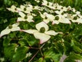 Macro of the ornamental plant - the Kousa dogwood Cornus kousa with yellow-green flowers blooming in spring Royalty Free Stock Photo