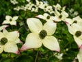 Macro of the ornamental plant - the Kousa dogwood Cornus kousa with yellow-green flowers blooming in spring Royalty Free Stock Photo