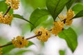 Macro osmanthus