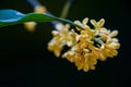 Macro osmanthus