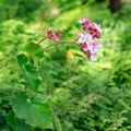 Macro over wild pink flowers with yellow pistils, green tropical nature in background.