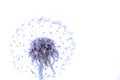 Macro of an overblown fluffy dandelion. Royalty Free Stock Photo