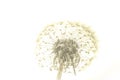 Macro of an overblown fluffy dandelion. Royalty Free Stock Photo