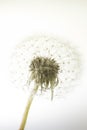 Macro of an overblown fluffy dandelion. Royalty Free Stock Photo