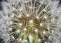 Macro of an overblown fluffy dandelion. Royalty Free Stock Photo