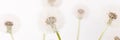 Macro of an overblown fluffy dandelion, creative floral layout, horizontal. Royalty Free Stock Photo