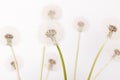 Macro of an overblown fluffy dandelion, creative floral layout, horizontal. Royalty Free Stock Photo