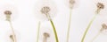 Macro of an overblown fluffy dandelion, creative floral layout, horizontal. Royalty Free Stock Photo