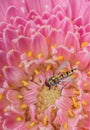 Macro overfly on pink flower