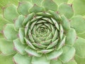 Macro overhead view of the center of an alabaster rose, succulent cactus Royalty Free Stock Photo
