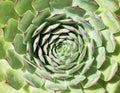 Macro overhead view of the center of an alabaster rose, succulent cactus Royalty Free Stock Photo