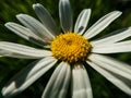 Macro of the ox-eye daisy, oxeye daisy, dog daisy, marguerite Leucanthemum vulgare with white ray florets and yellow center