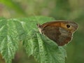 Macro of an oxeye butterfly