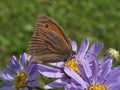 Macro of an oxeye butterfly