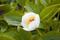 Macro of Paeonia officinalis Royalty Free Stock Photo