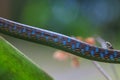 Macro of Painted bronzeback snake