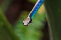 Macro of Painted bronzeback snake