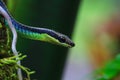 Macro of Painted bronzeback snake Royalty Free Stock Photo