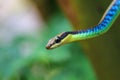 Macro of Painted bronzeback snake Royalty Free Stock Photo