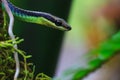 Macro of Painted bronzeback snake Royalty Free Stock Photo