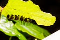 Macro of Painted Jezebel Delias hyparete caterpillars on backside of their host plant leaf in nature,Butterfly worm