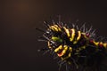 Macro of Painted Jezebel (Delias hyparete) caterpillars on their host plant leaf in nature