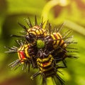 Macro of Painted Jezebel (Delias hyparete) caterpillars on their host plant leaf in nature