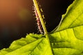Macro of Painted Jezebel (Delias hyparete) caterpillars on their host plant leaf in nature