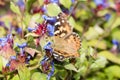 Macro Painted Lady Butterfly in Aster Flowers Royalty Free Stock Photo