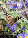 Macro Painted Lady Butterfly in Aster Flowers Royalty Free Stock Photo