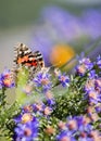 Macro Painted Lady Butterfly in Aster Flowers Royalty Free Stock Photo