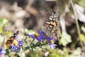 Macro Painted Lady Butterfly in Aster Flowers Royalty Free Stock Photo