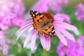 Macro of painted lady butterfly with wings up on pink coneflower Royalty Free Stock Photo