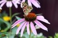 Macro of painted lady butterfly with wings up on pink coneflower, another name is Red Admiral, Latin name is vanessa cardui. Royalty Free Stock Photo