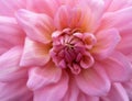 Macro Pale Pink Dahlia flower