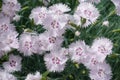 Macro of pink spotted flowers of Dianthus