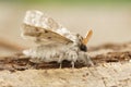 Macro of pale tussock moth Royalty Free Stock Photo