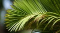 Macro Palm Leaf: A Close-up Of Nature\'s Intricate Beauty Royalty Free Stock Photo