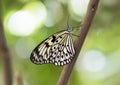 Macro Paper Kite Butterfly Royalty Free Stock Photo
